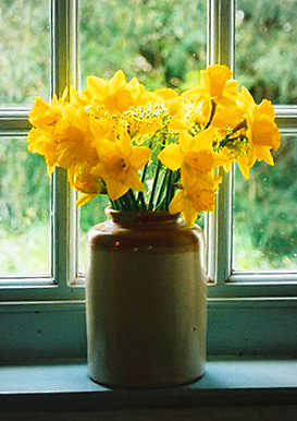 Daffodils in vase photographed during Pray Wales